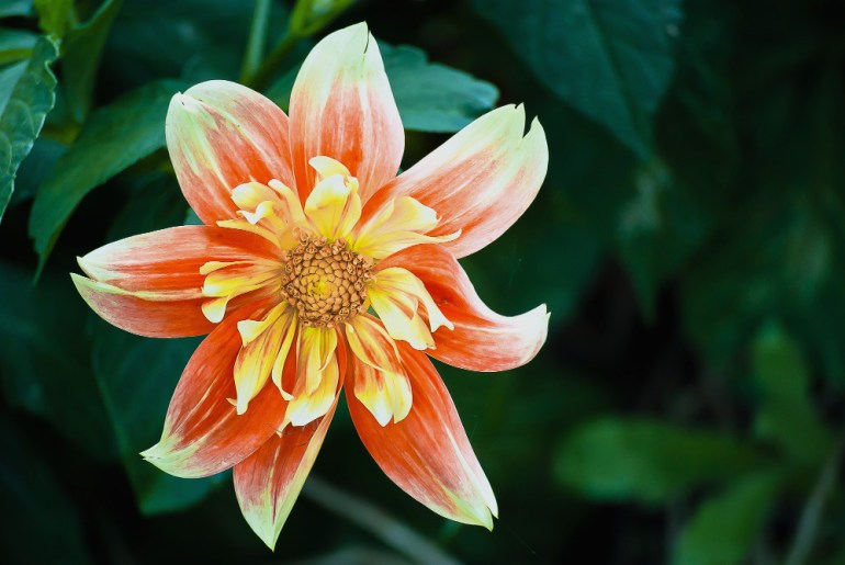 2 Quote A Flower Daily - Fire Dahlia 03
