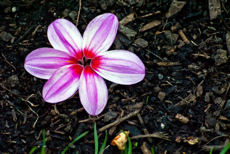 2 Quote A Flower Daily - Ground Dahlia