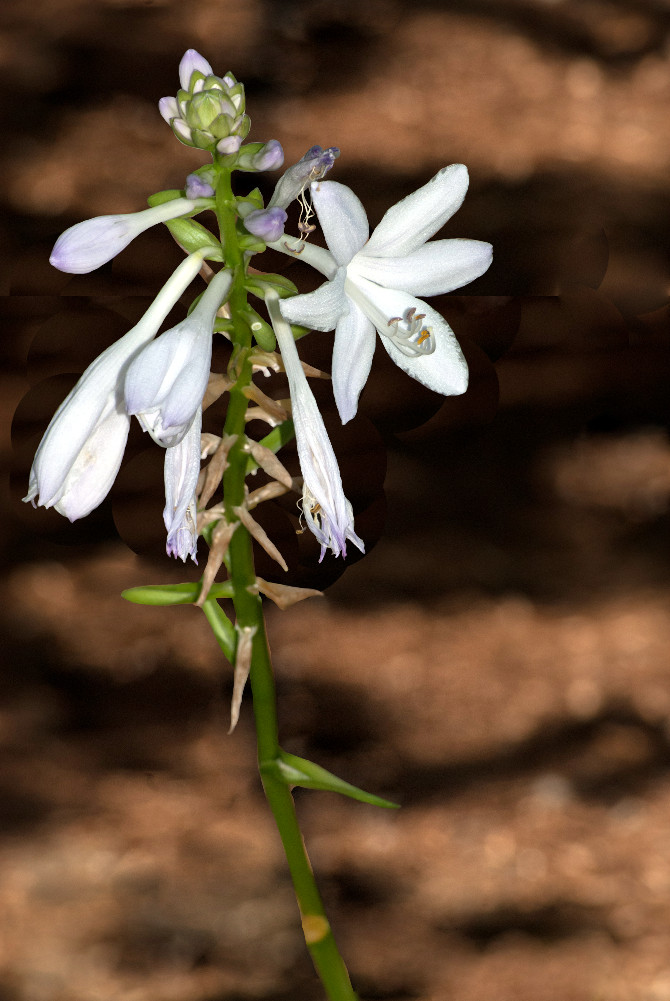 2 Quote A Flower Daily - Hosta Flowers