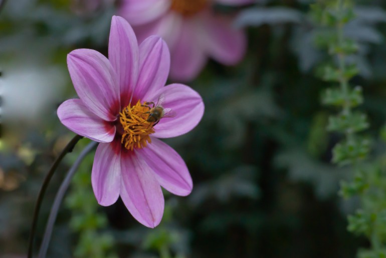 2 Quote A Flower Daily - Mystic Dreamer Bee