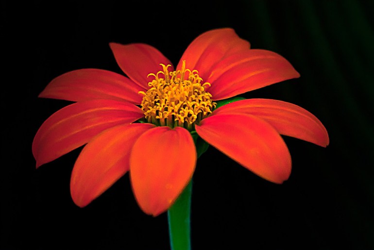 2 Quote A Flower Daily - Orange and Yellow