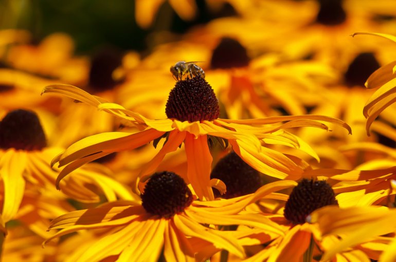 2 Quote A Flower Daily - Orange Bee