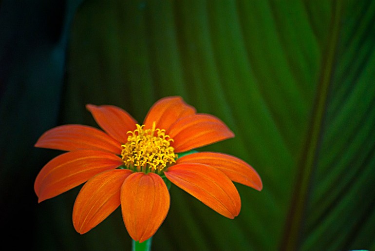 2 Quote A Flower Daily - Orange
