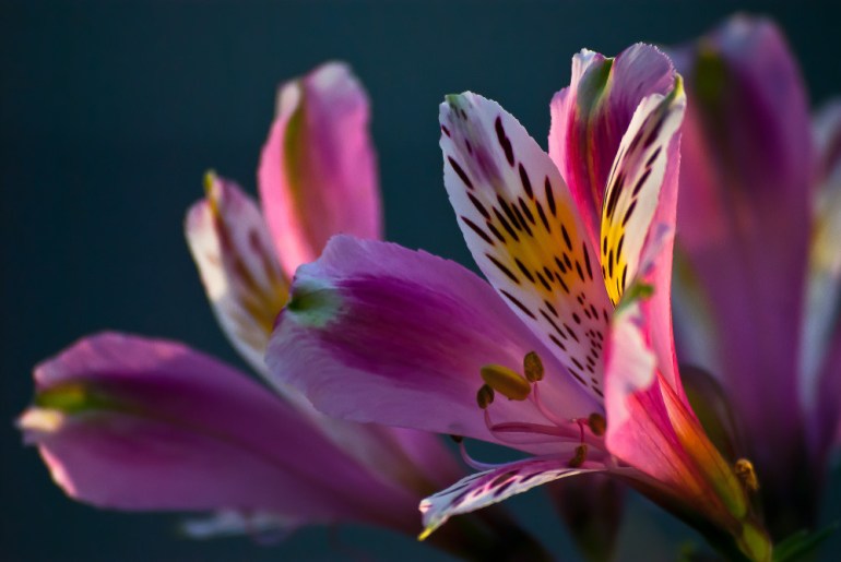 2 Quote A Flower Daily - Peruvian Pink