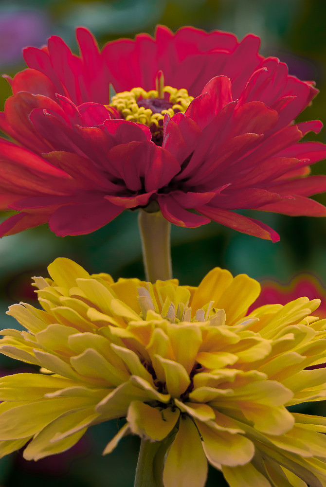 2 Quote A Flower Daily - Red and Yellow Zinnia