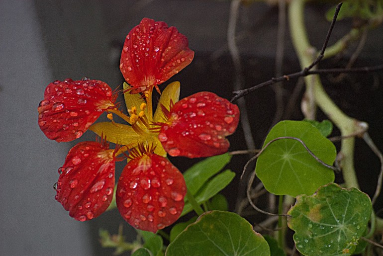 2 Quote A Flower Daily - Red and Yellow