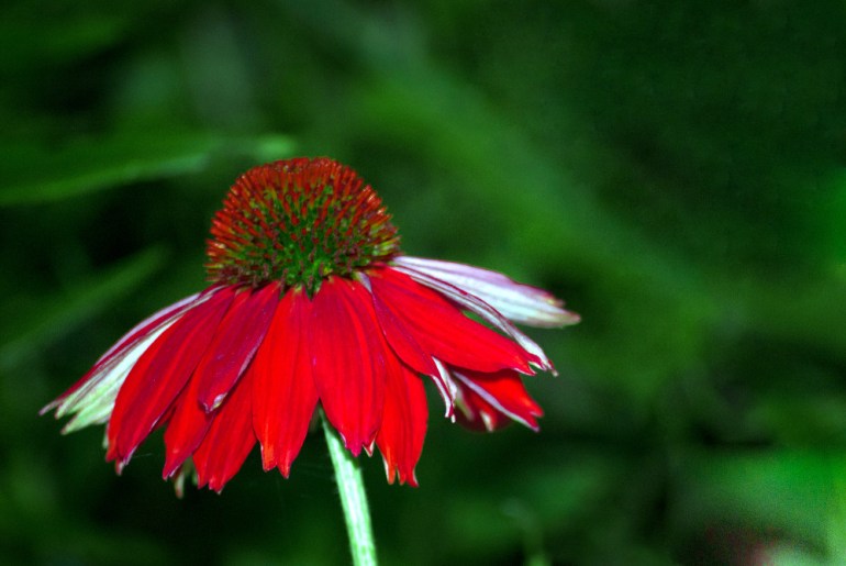 2 Quote A Flower Daily - Red Echinacia-2