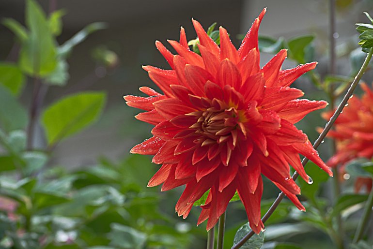 2 Quote A Flower Daily - Red Spike Dahlia