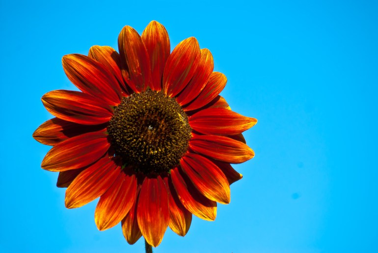2 Quote A Flower Daily - Red Sunflower
