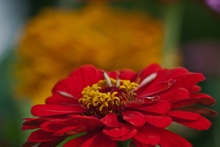 2 Quote A Flower Daily - Red Zinnia 02