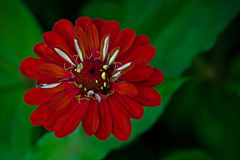 2 Quote A Flower Daily - Red Zinnia01