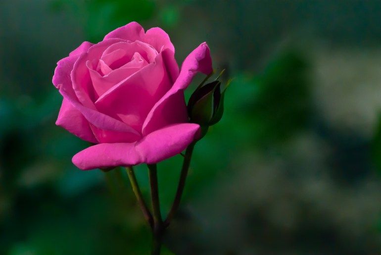 2 Quote A Flower Daily - Rose Rectangle