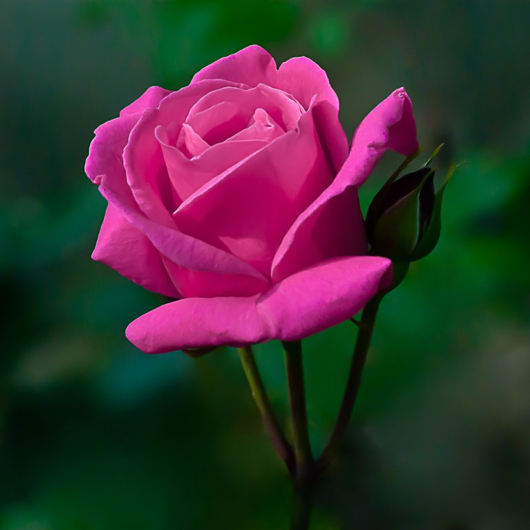 2 Quote A Flower Daily - Rose Tyler