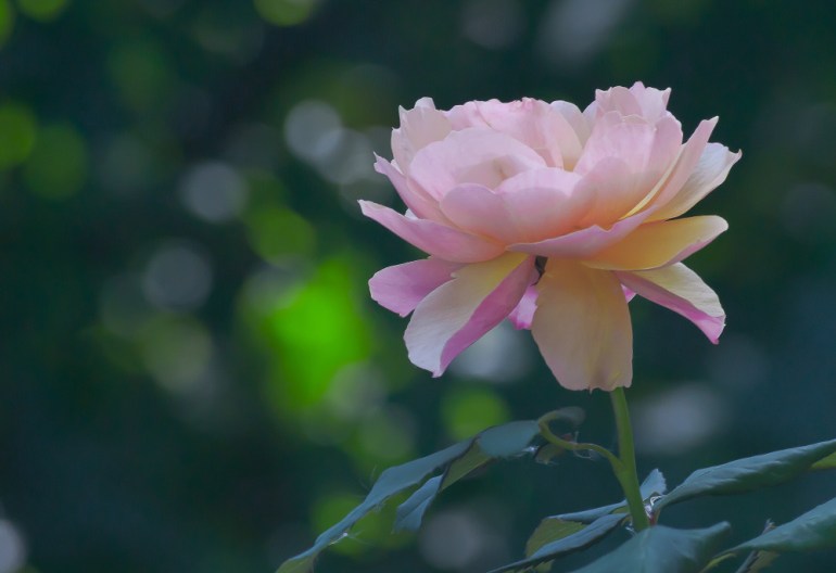 2 Quote A Flower Daily - Rose