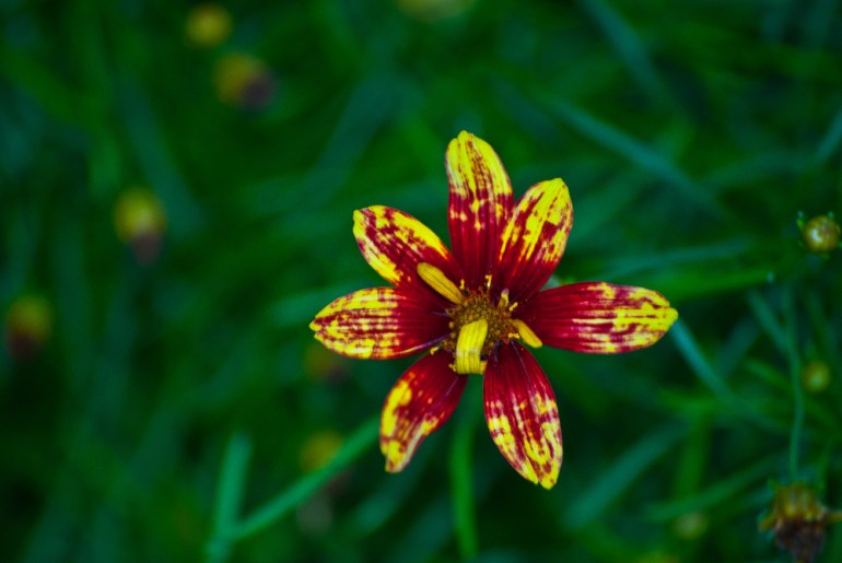 2 Quote A Flower Daily - Splash