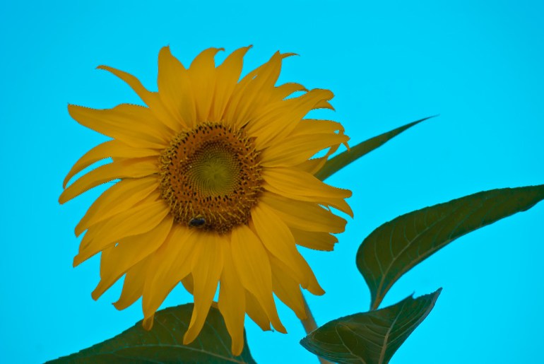 2 Quote A Flower Daily - Sunflower Blue