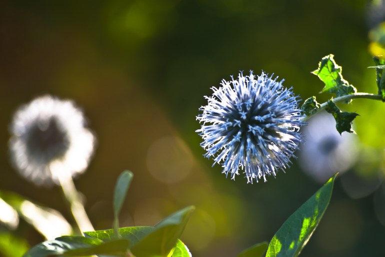 2 Quote A Flower Daily - Thistle