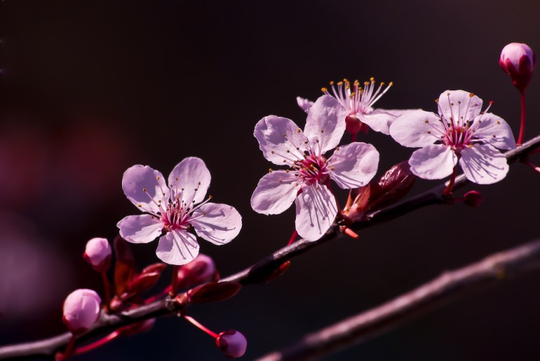 2 Quote A Flower Daily - Three Blossoms