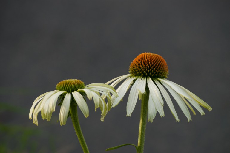 2 Quote A Flower Daily - Two Echinacea