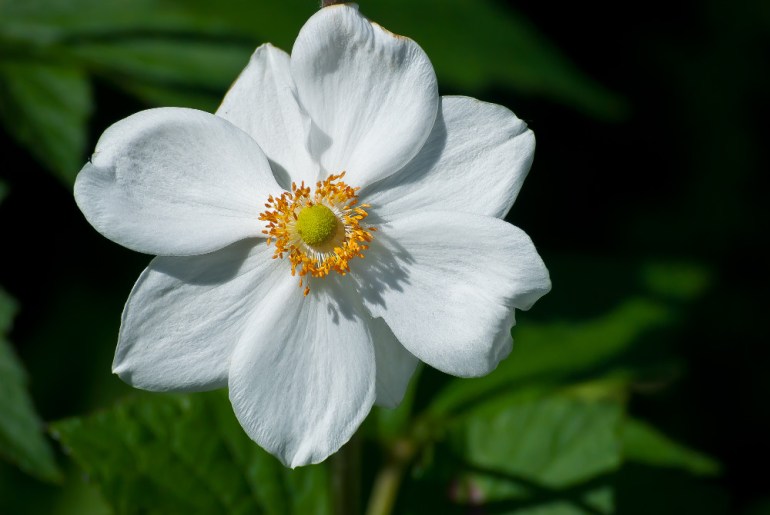 2 Quote A Flower Daily - White and Yellow