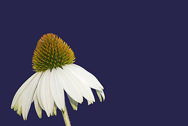 2 Quote A Flower Daily - White Echinacea 01