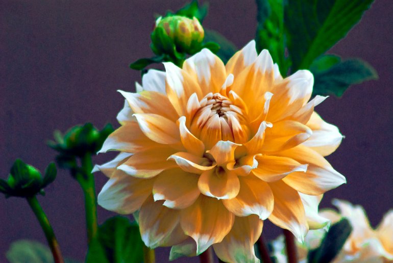 2 Quote A Flower Daily - White Highlights