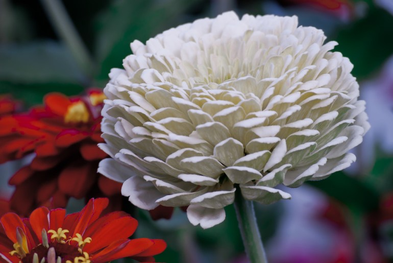 2 Quote A Flower Daily - White Zinnia