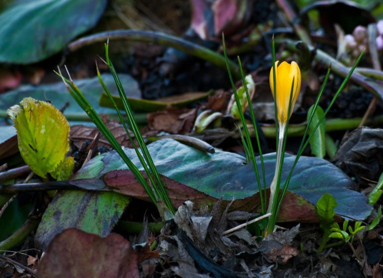 2 Quote A Flower Daily - Yellow Crocus