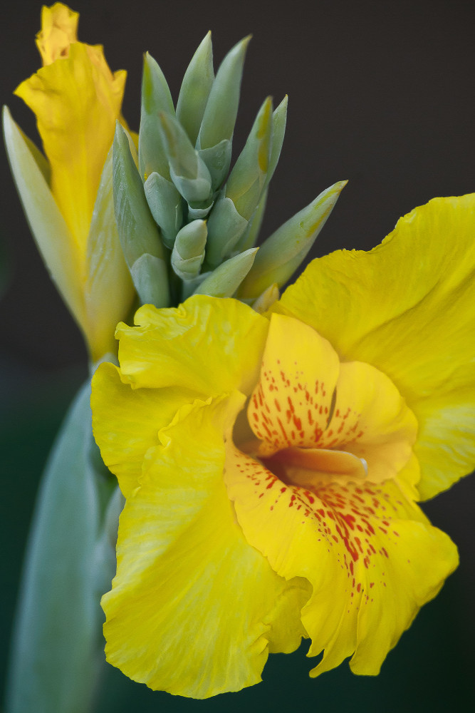 2 Quote A Flower Daily - Yellow Gladiola