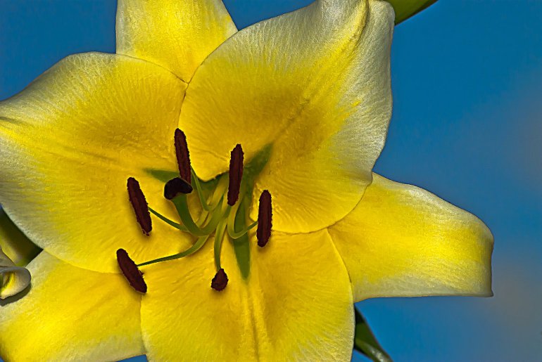 2 Quote A Flower Daily - Yellow Lily