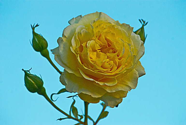 2 Quote A Flower Daily - Yellow Rose-02