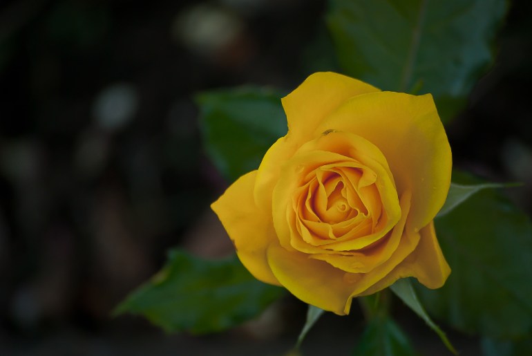 2 Quote A Flower Daily - Yellow Rose Bud