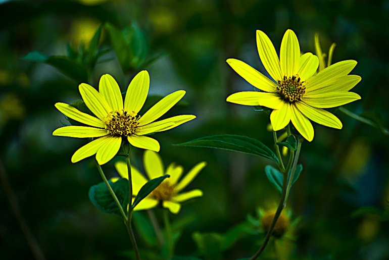 2 Quote A Flower Daily - Yellow