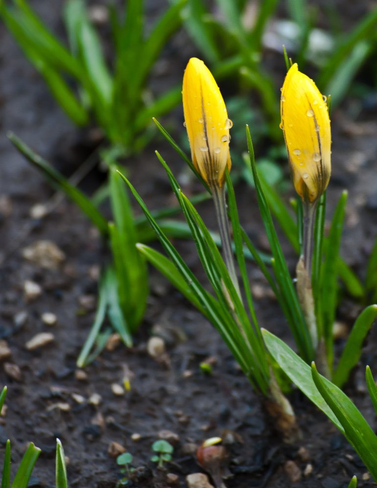 2 Quote A Flower Daily - 2 Yellow Crocus