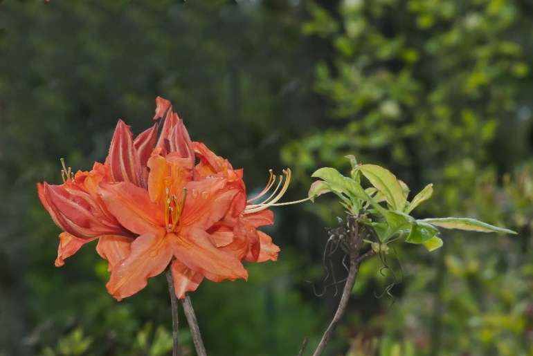 2 Quote A Flower Daily - Azalea-2