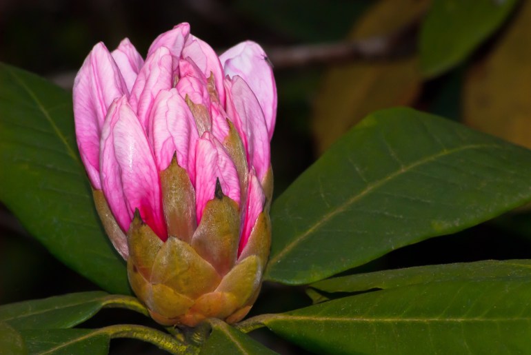 2 Quote A Flower Daily - Buds