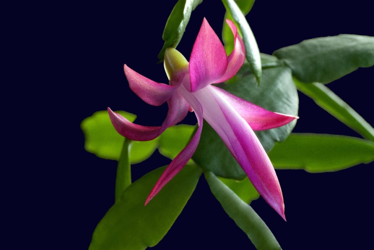 2 Quote A Flower Daily - Cactus Bloom