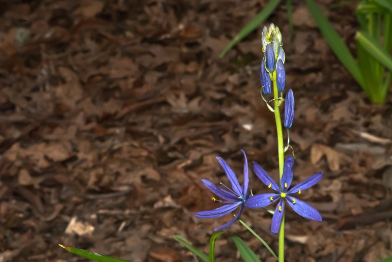 2 Quote A Flower Daily - Camas Brown