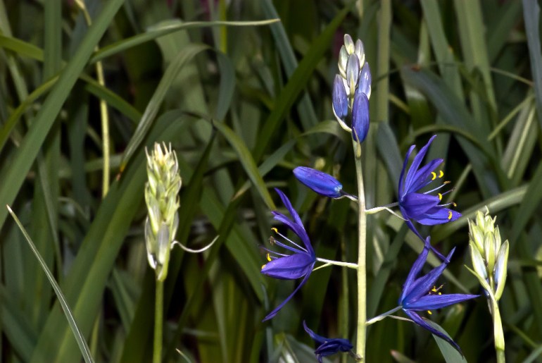 2 Quote A Flower Daily - Camas Green