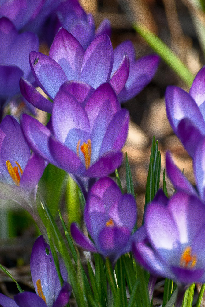 2 Quote A Flower Daily - Crocuses