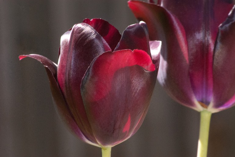 2 Quote A Flower Daily - Maroon Tulip