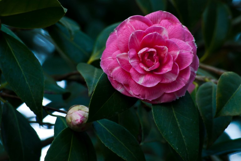 2 Quote A Flower Daily - Pink Camella