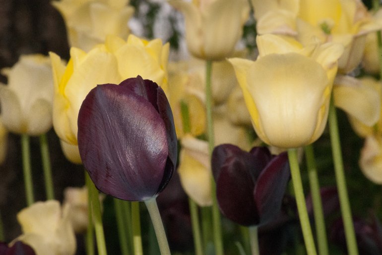 2 Quote A Flower Daily - Purple and Yellow Tulips