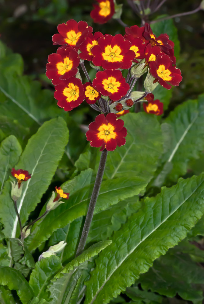 2 Quote A Flower Daily - Red and Yellow