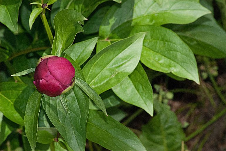 2 Quote A Flower Daily - Red Bud