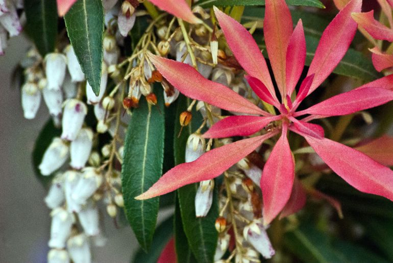 2 Quote A Flower Daily - Andromeda