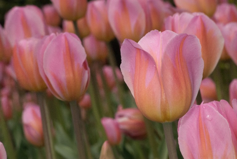 2 Quote A Flower Daily - Tulips