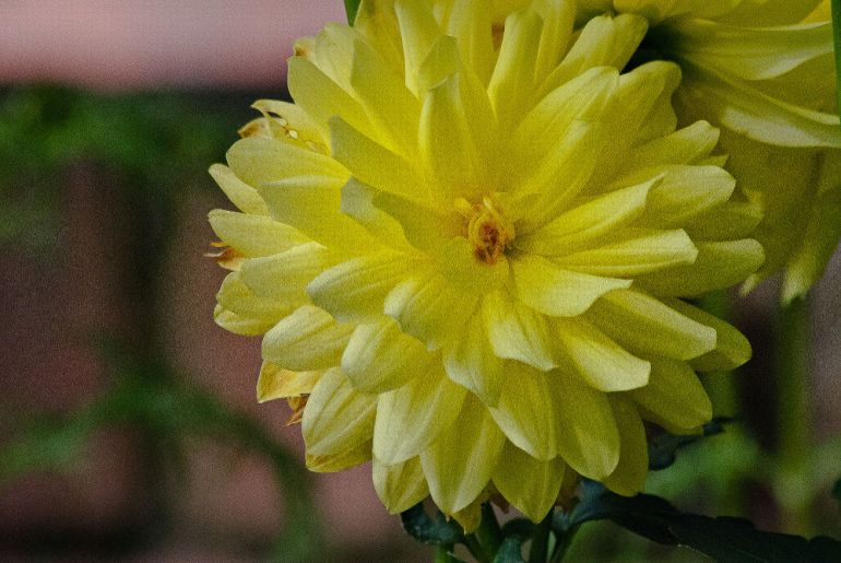 2 Quote A Flower Daily - Yellow Dahlia-2