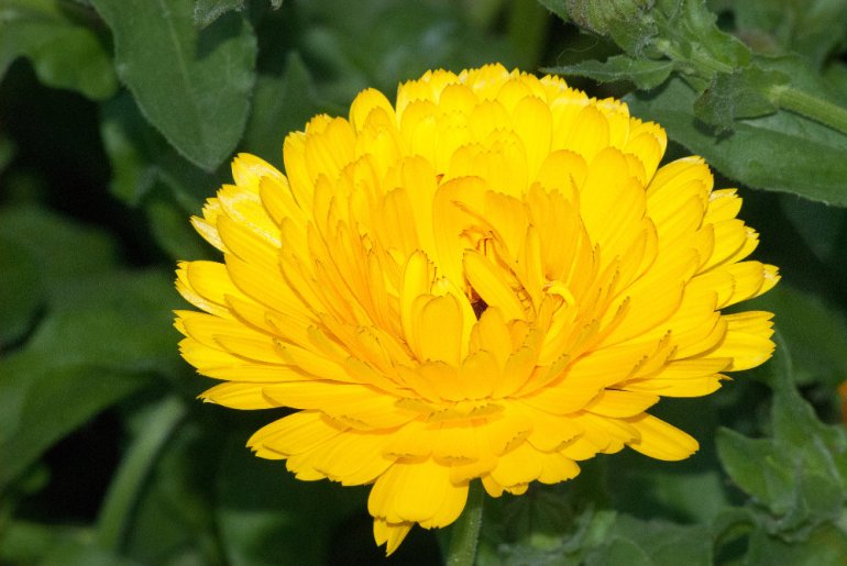 2 Quote A Flower Daily - Yellow Peony