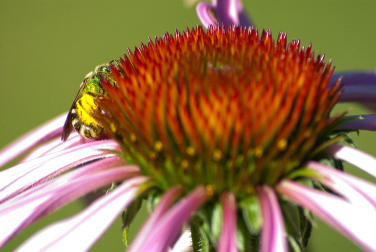 2 Quote A Flower Daily - Bee Echinacea